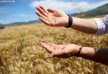 Pamje fantastike/ Nis korrja e grurit në fushat e Dropullit (FOTOT)