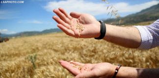 Pamje fantastike/ Nis korrja e grurit në fushat e Dropullit (FOTOT)