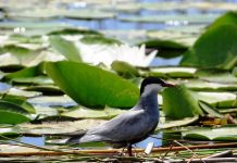 Dallëndyshja e detit faqebardhë surprizon sërish nga Liqeni i Shkodrës (FOTOT)