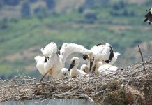 Familja e madhe e lejlekut të Gjirokastrës (FOTOT)