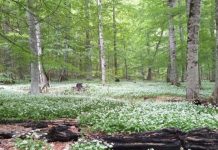 FOTOT/ 3 vjet në UNESCO, Rrajca mrekullia natyrore që tërheq turistë në çdo stinë