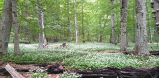 FOTOT/ 3 vjet në UNESCO, Rrajca mrekullia natyrore që tërheq turistë në çdo stinë