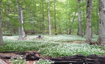 FOTOT/ 3 vjet në UNESCO, Rrajca mrekullia natyrore që tërheq turistë në çdo stinë