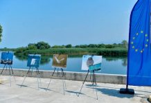 FOTO/ Zogjtë e liqenit të Shkodrës nën fokusin e fotografëve nga rajoni
