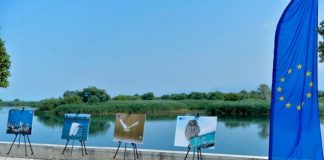 FOTO/ Zogjtë e liqenit të Shkodrës nën fokusin e fotografëve nga rajoni