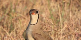 FOTOT/ Zbulohet koloni e re me 100 çifte folezuese e dallëndyshes së detit në Gjirin e Lalëzit