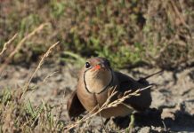 Foto/ Gjendet kolonia e re e dallëndyshes së detit në Divjakë-Karavasta