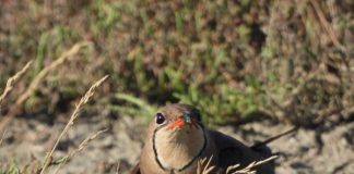 Foto/ Gjendet kolonia e re e dallëndyshes së detit në Divjakë-Karavasta