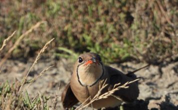 Foto/ Gjendet kolonia e re e dallëndyshes së detit në Divjakë-Karavasta