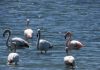 FOTO/ Rritet popullata e flamingove, ja sa individë kemi vetëm në zonën e mbrojtur Vjosë-Nartë