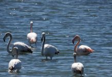 FOTO/ Rritet popullata e flamingove, ja sa individë kemi vetëm në zonën e mbrojtur Vjosë-Nartë