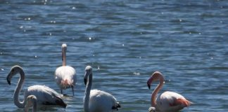 FOTO/ Rritet popullata e flamingove, ja sa individë kemi vetëm në zonën e mbrojtur Vjosë-Nartë