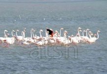 VIDEO/ Jo vetëm Divjaka e Narta, Flamingot spektakël edhe në plazhin e Pishporos