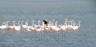 VIDEO/ Jo vetëm Divjaka e Narta, Flamingot spektakël edhe në plazhin e Pishporos