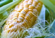 Vlerat e jashtëzakonshme të mustaqeve të misrit, luftojnë disa sëmundje. Ja si përdoren