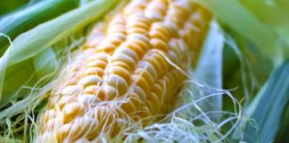 Vlerat e jashtëzakonshme të mustaqeve të misrit, luftojnë disa sëmundje. Ja si përdoren