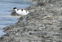 Sqepbiza- Lugina e Nartës “parajsë” e shpendëve të rrallë (FOTOT)
