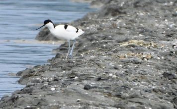 Sqepbiza- Lugina e Nartës “parajsë” e shpendëve të rrallë (FOTOT)