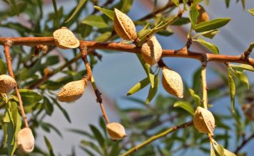 Bajamet e egra të Shqipërisë, kura natyrale kundër diabetit dhe mbipeshës