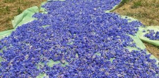 Si po rriten sipërfaqet e mbjella me bimë mjekësore dhe aromatike në Shqipëri