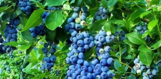 Boronica e Tropojës, fruti shqiptar më i kërkuar në tregjet ndërkombëtare