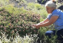 FOTOT/ Si po shfrytëzohen bimët mjekësore në zonat malore në dobi të ekonomisë familjare