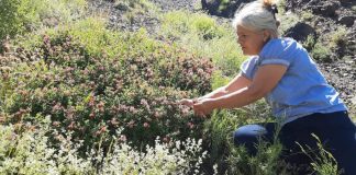 FOTOT/ Si po shfrytëzohen bimët mjekësore në zonat malore në dobi të ekonomisë familjare