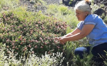 FOTOT/ Si po shfrytëzohen bimët mjekësore në zonat malore në dobi të ekonomisë familjare