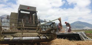 Maliq/ Rriten me 400 hektarë sipërfaqet e mbjella me grurë krahasuar me një vit më parë