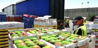 Eksporti i fruta-perimeve u rrit me 16.4% në qershor, ja produktet më të preferuara shqiptare jashtë kufijve