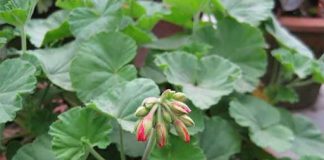 Lulja që e mbajmë të gjithë në shtëpi dhe shëron të gjitha sëmundjet e mushkërive