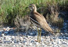 “Gjelaci symadh, vrapuesi i vogël, kalorësi”, surpriza nga monitorimi i shpendëve në Vjosë (FOTOT)