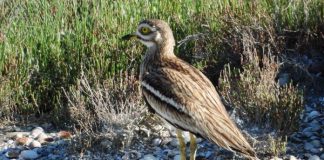 “Gjelaci symadh, vrapuesi i vogël, kalorësi”, surpriza nga monitorimi i shpendëve në Vjosë (FOTOT)