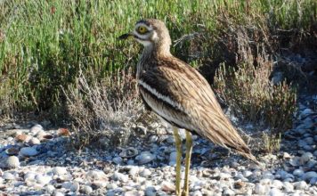 “Gjelaci symadh, vrapuesi i vogël, kalorësi”, surpriza nga monitorimi i shpendëve në Vjosë (FOTOT)