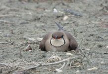 POPULLATA E DALLËNDYSHES SË DETIT (GLAREOLA PRATINCOLA) NË SHQIPËRI