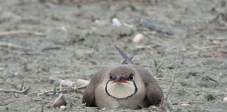 POPULLATA E DALLËNDYSHES SË DETIT (GLAREOLA PRATINCOLA) NË SHQIPËRI