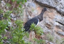 FOTOT/ Si po kthehet Shqipëria në ‘parajsën’ e shpendëve të rrallë