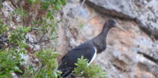 FOTOT/ Si po kthehet Shqipëria në ‘parajsën’ e shpendëve të rrallë