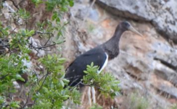 FOTOT/ Si po kthehet Shqipëria në ‘parajsën’ e shpendëve të rrallë