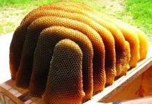 Kolla, ftohja, infeksionet/ Studimi: Mjalti më i mirë sesa antibiotikët