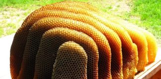 Kolla, ftohja, infeksionet/ Studimi: Mjalti më i mirë sesa antibiotikët