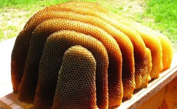 Kolla, ftohja, infeksionet/ Studimi: Mjalti më i mirë sesa antibiotikët