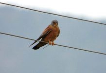 FOTO/ Gjendet vendgrumbullimi i parë i skifterit kthetraverdhë në veri të Shqipërisë