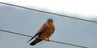 FOTO/ Gjendet vendgrumbullimi i parë i skifterit kthetraverdhë në veri të Shqipërisë