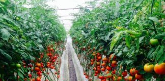 Shqipëria e para në Rajon, domatet “Made in Albania” më të kërkuarat në Europë