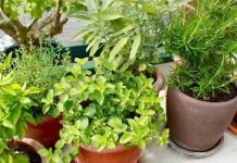 Si të rrisni bimët mjekësore në shtëpi për kurat e shëndetit