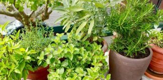 Si të rrisni bimët mjekësore në shtëpi për kurat e shëndetit