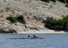 Pamje të mrekullueshme, delfinët ‘vallëzojnë’ afër Ksamilit (FOTO)