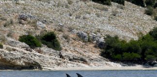 Pamje të mrekullueshme, delfinët ‘vallëzojnë’ afër Ksamilit (FOTO)