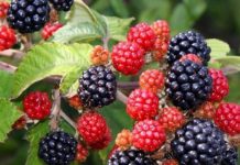 Gjethet e manaferrave/ Si t’i përdorni për zemër dhe kocka të forta